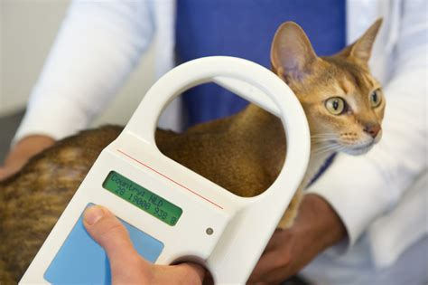 how to activate rfid tag in cat|Microchipping Your Cat .